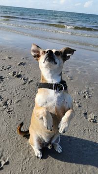 Ozzy M&auml;nnchen am Meer